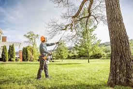 Houghton, MI Tree Removal Services Company