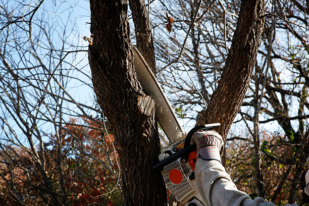 Best Tree Mulching  in Houghton, MI