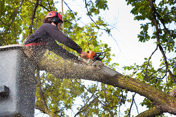 Best Root Management and Removal  in Houghton, MI