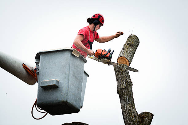 Best Emergency Tree Removal  in Houghton, MI